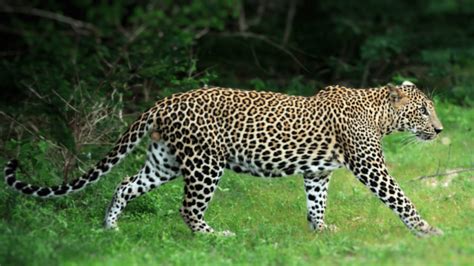 leopard  mountain lion  wins  fight