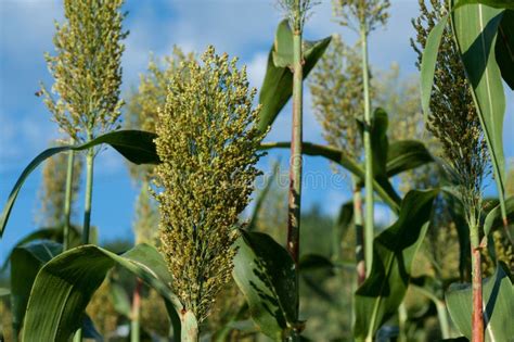 Jowar Grain Sorghum Crop Farm Stock Image Image Of Sunshine Growth