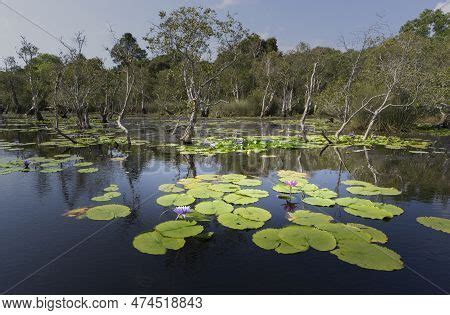 Wetlands Natural Image & Photo (Free Trial) | Bigstock