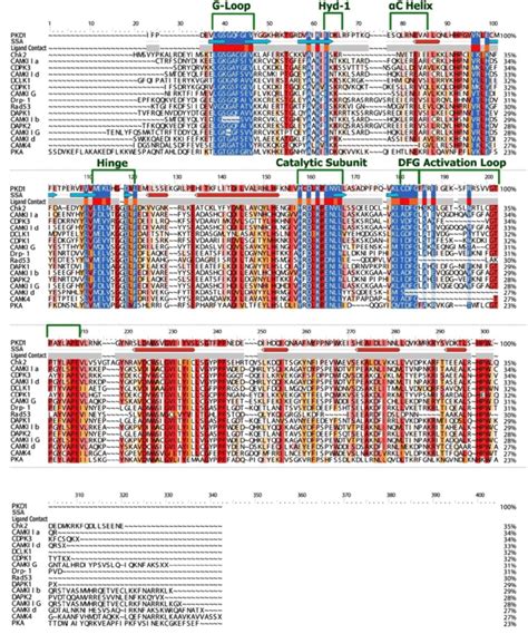 Domain Organization And Multiple Sequence Alignment Of The Kinase Download Scientific Diagram