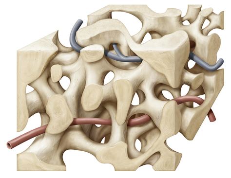 Spongy Bone Tissue, Illustration Photograph by QA International - Fine ...