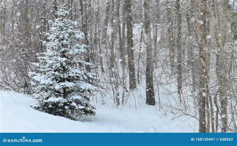 Spruce Evergreen Tree With Snow On Branches In Winter Snowfall Stock