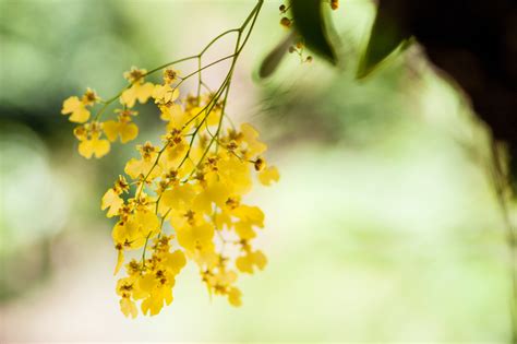 Chuva De Ouro Como Cultivar E Cuidar Em Casa Blog Da Cobasi