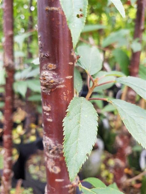 Prunus Serrula Paperbark Cherry Easy Big Trees Nz