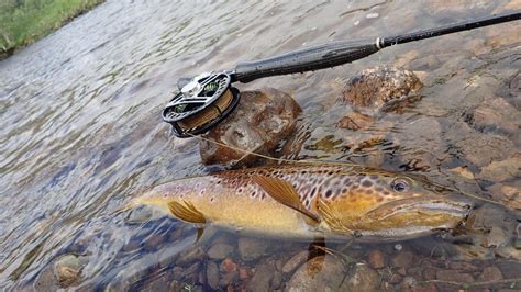 Fly Fishing In Scotland An Easily Accessed Scenery Trout And Co