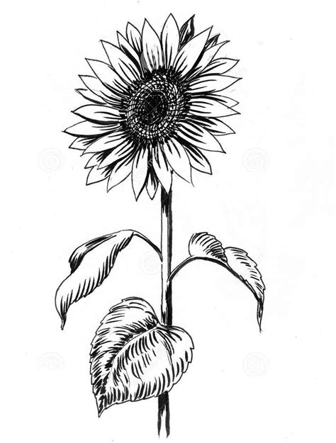 How To Draw A Sunflower Easy Step By Step Drawing Guidessunflower