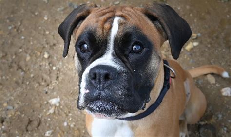 Adoption De Athena Ind Finie Chien Boxer R Gion Occitanie