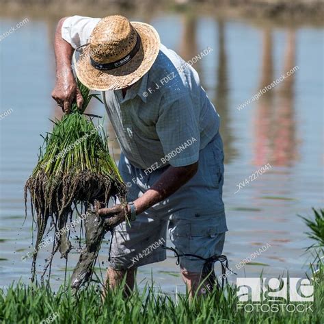 Traditional Exhibition Of Rice Plant Harvest At Delta Del Ebro Area