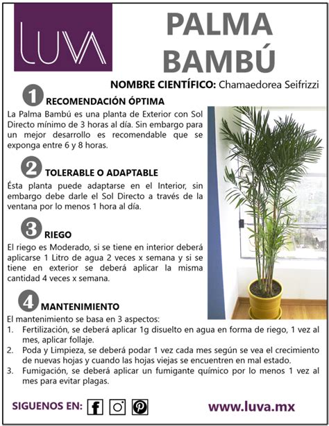 PALMA BAMBU LUVA Paisajismo