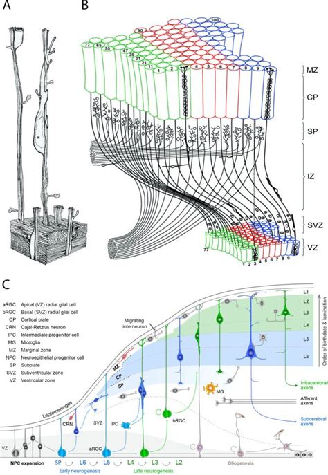 Development of prefrontal cortex – Artofit