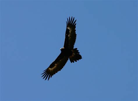 do foxes eat eagles 2