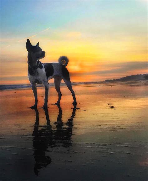 Dog at sunset : r/sunset