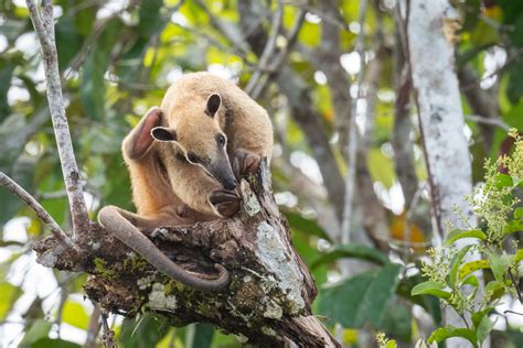 Multitasking Southern Tamandua | Sean Crane Photography