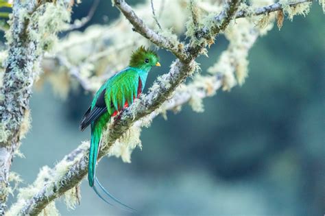 Resplendent Quetzal A Jewel Of The Cloud Forests