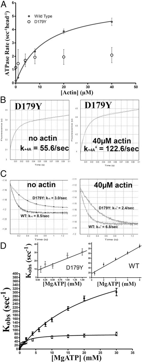 Figure 2 From Myosin VI Deafness Mutation Prevents The Initiation Of