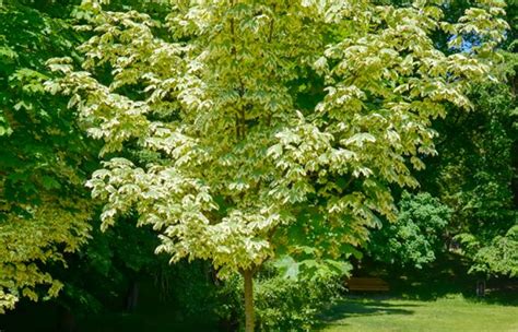 Acer Platanoides Drummondii Gevlekte Noorse Esdoorn