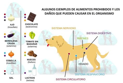 Alimentos Prohibidos Perros Cl Nica Veteriaria Boli