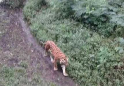 HOT NEWS: Sight of Javan Tiger in Mt. Arjuno Went Viral | PROFAUNA