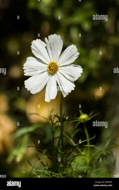 isolated white flower of cosmos in the garden Stock Photo - Alamy