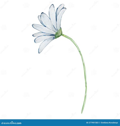 Watercolor Daysi, April Month Birth Flower Stock Illustration