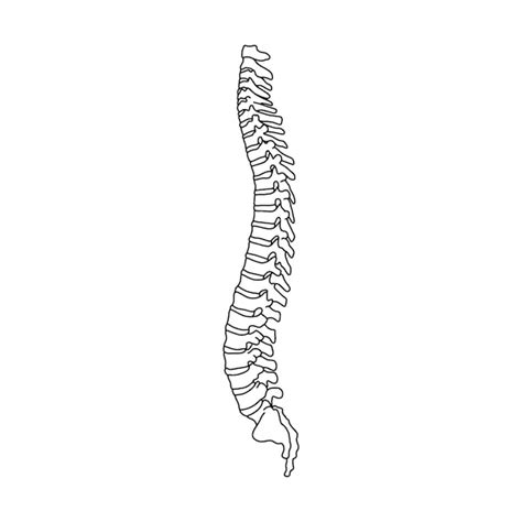 Premium Vector The Human Spine Drawn By Lines On White Background