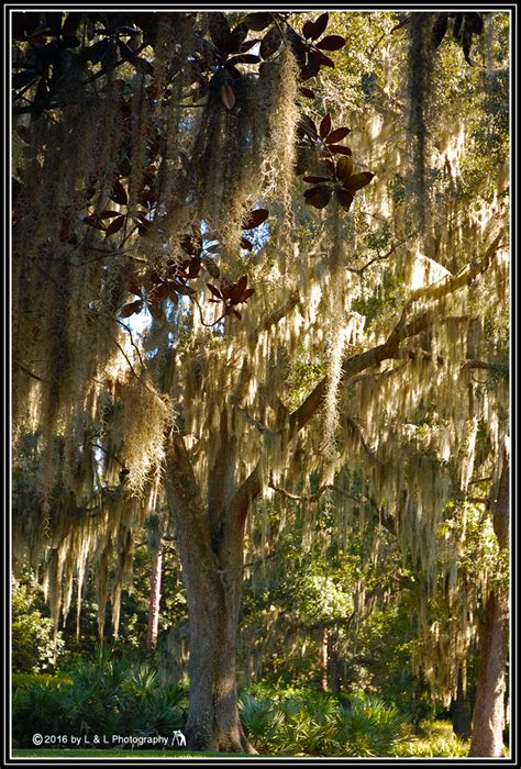 Ocala, Central Florida & Beyond: Sholom Park - II