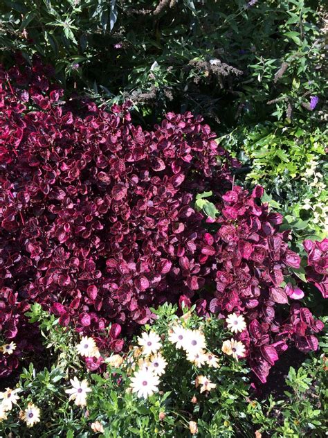 Burgundy Plants And Flowers Hgtv