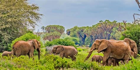 Tage Samburu Nationalpark Safari Im X Land Cruiser Jeep Getyourguide