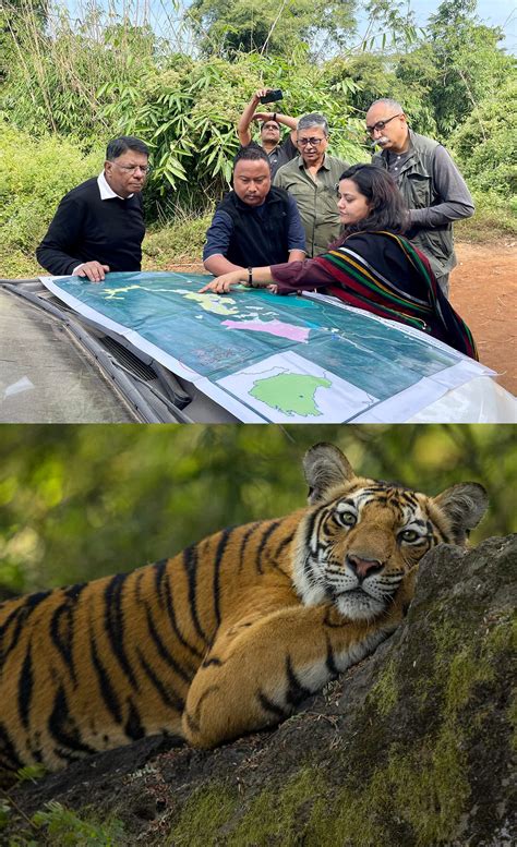 We Need Your Support To Save Tigers From Extinction | WWF Australia