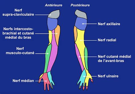 Anatomie Système nerveux