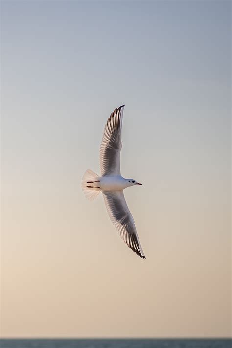 Free Images Sky Cloud Beak Feather Wing Lari Calm Tail