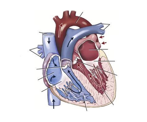 Diagram Of Circulatory System Heart Diagram Quizlet