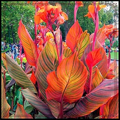 Canna Zwiebeln Winterhart Mehrj Hrig Canna Indica Indisches Blumenrohr