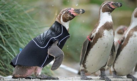 Featherless Penguin