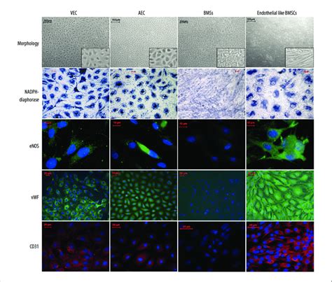 Photomicrographs Of The Phase Contrast Nadph Diaphorase And