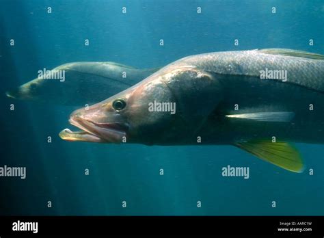 Common Snook Fish Hi Res Stock Photography And Images Alamy