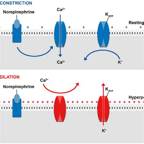 Regulation Of Vascular Smooth Muscle Tone Binding Of Arginine