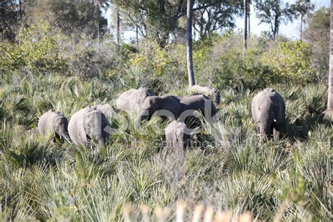 Herd Of Wild Elephants Stock Photo | Royalty-Free | FreeImages