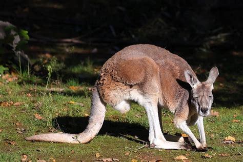 Kangaroo Zoo Marsupial Free Photo On Pixabay Pixabay