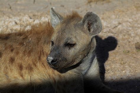 Amboseli National Park in Ten Photos - joshmandotcom