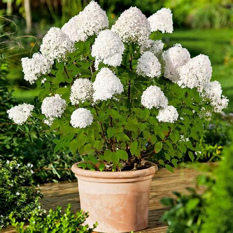 Rispen Hortensie Limelight Im Ca 17 Cm Topf Gartenhelden Online