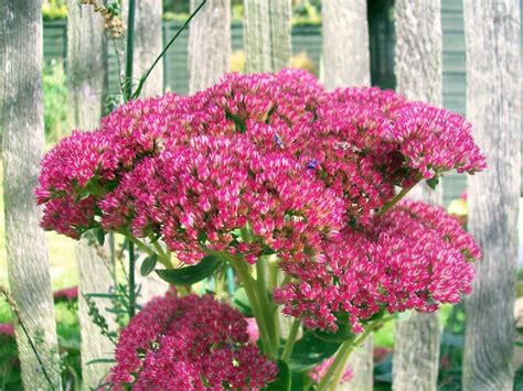 Pink Flowers In My Mums Back Garden Sedum Spectabile Ak Flickr