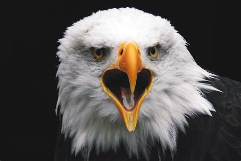 Bald Eagle Animals