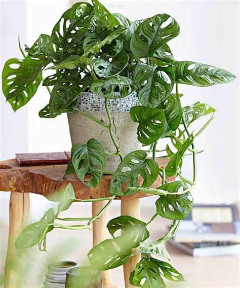 monstera adansonii paradise garden