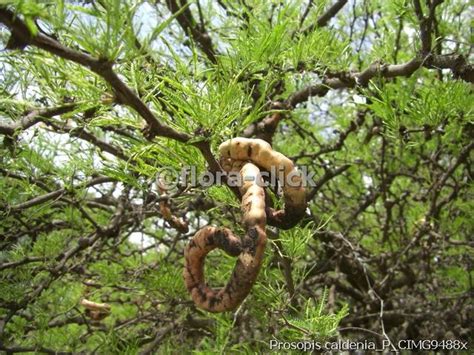 Prosopis Caldenia Alchetron The Free Social Encyclopedia