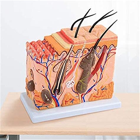 Anatomy Model, Skin Structure Anatomical Model - Human Skin Organ ...