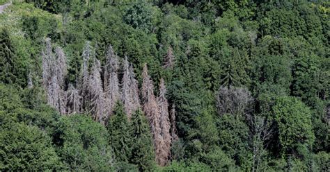 Franche Comt Les Scolytes Profitent Du Printemps Pr Coce Avec Des