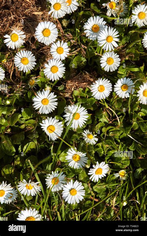 Common Daisy Leaves High Resolution Stock Photography and Images - Alamy