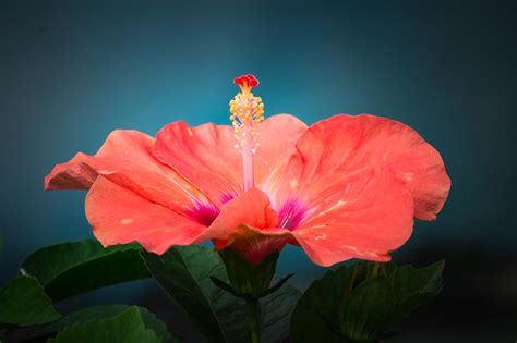 37 of the Best Hibiscus Varieties | Gardener's Path