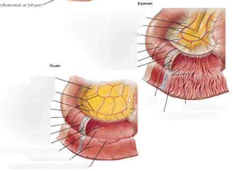 Ileum &. Jejunum Diagram | Quizlet